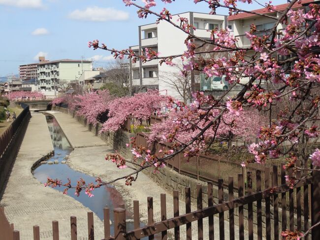 2021年3月1日(月)お昼前、宇治川に架かる宇治大橋を南から北に渡る。前にも書いたようにこの辺りの淀川、宇治川、桂川、木津川は川の流れが何度も替えられたこともあって、京都市伏見区、八幡市、久御山町が入り乱れておりややこしい。<br /><br />淀大橋から北側、府道15号線宇治淀線が京阪本線を越えて府道13号線(昔の国道1号線)に突き当たる手前まで、久御山町が突き出している。その西側も350mくらいは細長く八幡市が突き出している。今まで意識して通ったことなかったが、明治以前の木津川跡とのこと。1870年(明治3年)に現在の流れに付け替えられるまでは、この北で淀川に合流していた。その頃は宇治川は現在の宮前橋辺りで桂川と合流し淀川となっており、現在の流れに変えられたのは明治末。<br /><br />その八幡市の北の端に当たる道は、かつては大坂と京都を結ぶ京街道(大坂街道)で、旧木津川を越える元の淀大橋がこの辺りに架かっていた。その京街道を府道15号線から100mほど北東に進むと淀水路に架かる孫橋に出る。この孫橋を挟んで約1.1㎞の淀水路沿いの淀緑地に200本の桜が植えられている。<br /><br />淀水路は、京都競馬場付近で宇治川から分岐し、淀の旧市街地を西へと流れ、桂川へと合流する短い川。この川が誕生したのは秀吉の治水工事によるものと思われる。安土桃山までは今は無き巨椋池の西の端に木津川は南から流れ込み、桂川も北から流れ込んで東で流れ込んでいた宇治川の水と一体となり、この辺りから淀川として流れ出していた。<br /><br />秀吉が宇治川の流れを変えて巨椋池と分け、伏見城の外濠にしたことは有名だが、巨椋池西南部にも淀堤や中池堤、大池堤を築き、木津川も巨椋池から切り離し、現在の淀城跡の少し南西辺りで淀川に合流させるようにした。多分であるが、現在の淀水路の上流部分はこの時に巨椋池の出口の流れが宇治川に合流する前に分流して旧々木津川に流れ出していたものと思われる。また、下流部分はその旧々木津川から淀川合流地点より少し南西にショートカットして流れていたのではなかろうか。<br /><br />その後、江戸時代初期の寛永年間に淀城城下拡張の為、木津川の合流点が少し南西に変更された際に、おそらくこの旧々木津川の上流部分と下流部分が繋げられ、現在の淀水路の原形となったと思われ、江戸時代は淀城の南側の濠として使われ、荷役の港の役目も果たしていた。<br /><br />明治に入り、木津川や宇治川の流れが変えられ、宇治川から桂川に流れる小川になったが、近年はゴミやビニール袋が浮き、自転車などが不法投棄されるようになっていた。それを変えたのが地元住民。淀地域の町おこしの一環として「地域の名所にしよう」として伊豆から取り寄せた2本の河津桜の苗木を植樹したのが2002年。<br /><br />2006年には「淀さくらを育てる会」が発足し、今ではこの淀水路沿いの淀緑地だけでなく水垂地区、淀城跡、京阪淀駅前にも広がり、淀の町全体では300本になったそうだ。河津桜だけでなく、ソメイヨシノやしだれ桜、里桜が植えられており、早いものだと2月から4月末まで桜を楽しめる。桜の木の周辺には菜の花が咲いている場所もあり、濃いピンク色の桜と黄色の菜の花のコントラストは絵になる(下の写真1)。<br /><br />河津桜は2月頃に開花する早咲きの桜。オオシマザクラ(日本固有種の大島桜)とカンヒザクラ(台湾などが原産の寒緋桜)が自然交雑したと推定され、華やかで見応えのある濃い桃色の花が特徴的。開花期間が長いことから長期間花見を楽しめる。<br /><br />1955年に静岡県河津町の雑草の中で1mほどの原木を偶然発見し、庭先に植えたことが由来。1966年から開花し、当初は発見者の家の屋号から小峰桜と呼ばれたが、その後の学術調査で今までに無かった雑種起源の栽培品種であると判明し、1974年にカワヅザクラ(河津桜)と命名された。1968年頃から増殖されるようになり、河津川河口から河津町内さらに全国に広がった。堤防の樹木は根元から水が入り、土壌が緩んで決壊し易くなることがあり、1998年施行の改正河川法により河川区域での植樹は禁止されている。<br /><br />メジロは河津桜の蜜が好きだそう(下の写真2)で、確かにこの日もたくさん見掛けたし、うちの近所でも何度か見掛けた。メジロは鴬色の羽で目の周りが白いことからメジロ(目白)と云う名が付けられたが、同じように早春に鳴き出すことから鴬と混同されることが多い。梅に鶯の絵が一般的だが、実際には鴬は主に虫や木の実などを食べ、花蜜を吸うことはめったになく、羽も茶色が濃い鶯茶色。警戒心がとても強く、人前にはなかなか姿を現さない。それに比べ、メジロは比較的警戒心が緩く、お互いに押し合うようにぴったりと枝に並ぶ習性があるため、ここから「目白押し」と云う慣用句も生まれた。<br /><br />さて、話を戻して孫橋だが、木津川に架かる大橋と宇治川に架かる小橋の間にある小さな橋と云う事から間小橋と呼ばれたのが転じて孫橋となった。当時は淀水路は孫橋川と呼ばれていた絵図が残る(大阪くらしの今昔館が所蔵する「よと川の図」の淀城付近)。<br />http://konjyakukan.com/<br /><br />孫橋から天神橋を挟んで京阪本線に突き当たるまで続く下流約300mは、右岸(北側)にずらりと河津桜並木が続く(表紙の写真)。見事としか云いようがない。水路の両岸を歩くことが出来るので、桜並木の下を進むことも出来るし、対岸から並木を眺めることも出来る。天神橋はおそらく孫橋から京街道を100mほど北東に進んだところにある淀新町天満宮に関連して名付けられたものと推測されるが詳細不明。<br /><br />孫橋から右岸を進んで1本目のアパートの間を入る道は、新町緑道と呼ばれているが、昔は水路だったそうだ(下の写真3)。この道の先に植えられた2本の河津桜が2002年に最初に植樹されたもので、毎年一番最初に花を咲かせる。この日より約1か月前の2月4日(木)、朝刊にこの桜が満開との記事が出ていたので、私もこの時はチャリンコを1時間余り走らせて見に行った。2月の満開の桜もなかなか素晴らしく、往復2時間以上掛けた価値はあった。そう云えば行きは一部向かい風がきつく大変やった。<br />https://www.facebook.com/media/set/?set=a.5218659744870674&amp;type=1&amp;l=223fe1adec<br /><br />この新町緑道から孫橋辺りは、最初にも書いたが、菜の花も綺麗だし、水仙(下の写真4)やサクラソウ(下の写真5)も美しい。孫橋辺りには里桜も植えられており、香りのいい白い花を咲かせるそうだが、これはまだ早い。<br /><br />ここから上流は左岸(南側)を進む。孫橋の南詰から東に3件並ぶお寺の前を進み、3件目の前で河川敷に降りる。寄ったことがないのだが、この3件のお寺は寛政年間に木津川の流れが変更された際に、代官町にあったのがここに移されたもの。真ん中の長円寺は1968年1月の戊辰戦争の初戦となった鳥羽・伏見の戦いで敗れた幕府軍が淀城入城を拒まれ、淀の町での戦いにも敗れ淀大橋を渡って男山方面に撤退したが、負傷兵や戦死者はこの長円寺に運び込まれ、野戦病院となったそうだ。<br /><br />ここから上流は水路の左岸(南側)には河津桜が、右岸(北側)にはソメイヨシノが多く植えられており、当然右岸側は全く咲いてない(下の写真6)。また、右岸には椿もあり、これは綺麗に咲いていた(下の写真7)。孫橋から下流側はずっと伏見区で、河川敷に降りた辺りも伏見区だが、この辺りから左岸が久御山町になる。そして、まだ咲いてないしだれ桜が増えてきたところで右岸に渡るがこの橋は桜橋(下の写真8)。<br /><br />右岸をしばらく歩くと、通称「亀公園」と呼ばれる岬のようになった三角形の小さな公園がある。ここにも河津桜がたくさん植えられており、ベンチなどもあるので、コロナ禍だけどお弁当を広げる人たちも。どうしてもやらなきゃ気が済まないんだよねえ・・・<br /><br />公園を過ぎるとしだれ桜のエリアになるので、この時期はまだまだつぼみ(下の写真9)。このエリアのしだれ桜はソメイヨシノより遅く、ソメイヨシノが散る頃に咲き出すそうだ。で、約500m進むと淀緑地の東口に到着(下の写真10)。<br />https://www.facebook.com/media/set/?set=a.5341970415872939&amp;type=1&amp;l=223fe1adec<br /><br /><br />淀城址に向かうが続く