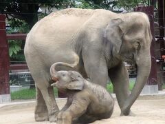 実に６年ぶりの上野動物園（前編）西園のゾウのすむ森とクマたちの丘とホッキョクグマとコツメカワウソ～子ゾウのアルンくんに魅了されっぱなし！