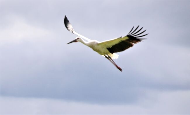 岡山にコウノトリがやって来た。岡山市野鳥観察編。<br /><br />岡山市南区に3羽コウノトリが飛来していると地元の新聞に掲載されていました。職場の同僚が通勤途中でコウノトリを見たと教えてくれたのでさっそくコウノトリ捜索に出かけました。言われた場所に行ってみると田の中に2羽発見しました。傘を差しての雨中の撮影となりましたが初めて野生のコウノトリが撮影出来ました。<br /><br />翌日も雨でしたが夕方一瞬雨が上がったので行くと休耕田にコウノトリが5羽いました。地元の方の情報によるとコウノトリは3週間前から7羽が飛来しているそうです。<br /><br />