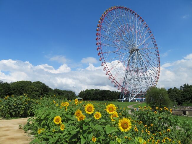 葛西臨海公園で向日葵が咲いてる・・ということで、お天気の良かったこの日さっそく行ってみましたー。