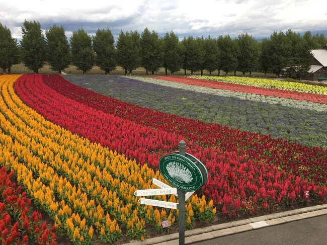 気分を変えてちょっとお散歩～富良野の花畑（ほぼ花畑だけの写真です）