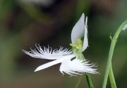 馬場花木園散歩　８月の花（２７種）　２０２１年