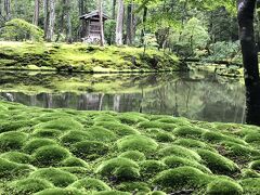 雨が続いたから苔寺へ行こう