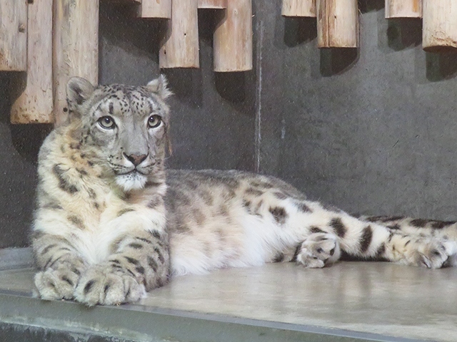 避密のコッソリ旅【北陸編】3日目はいしかわ動物園でスカイと月に再会