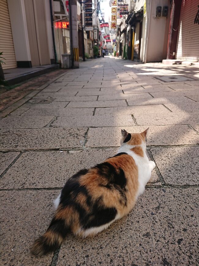 8月盆終わりすぐ、今回毎度の独旅です。幼少期家族で幾度か行った事あるが何を見たり食したり等の記憶が全く無い。五島列島にはさすがに親も連れてってないやろと思い長崎市街地含めふらっと5日間行ってきました。