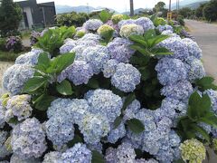 梅雨の時期でもアジサイは花開くーあじさい農道ー