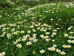 大雪山旭岳を彩る高山植物の花々2021～姿見から裾合分岐までのお花畑～（北海道）