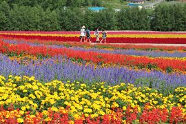 2021.8 近郊の花散歩（北星山ラベンダー含）　美瑛・富良野