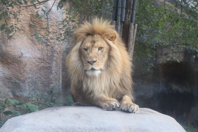 2021年8月5日、真夏日の旭山動物園。現在は緊急事態宣言下で8月27日～9月12日まで臨時休園中です。旭川駅からバスで行けます。入場料は大人1,000円です。