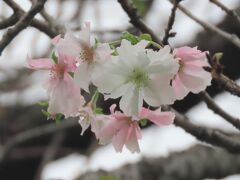 今年初めて冬桜が見られました