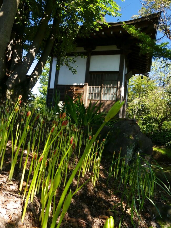 １０日振りくらいに晴れたので、ヒガンバナの様子を見てきました。太田市上田島町の「常楽寺」では、ヒガンバナの花芽が出揃っていて、開花間近の様子でした。「太子堂の丘」の南側の斜面では、開花が始まっていたので、「常楽寺」では、お彼岸の前に見頃になりそうな印象でした。