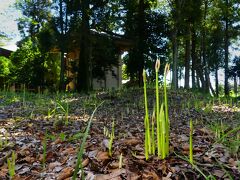 「正法寺」のヒガンバナ_2021_花芽が出始めました。（群馬県・太田市）