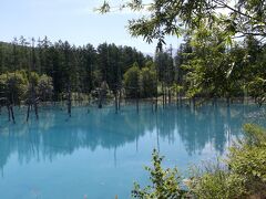 北海道の旅8日間　⑥　ドライブでまわる美瑛　青い池とパッチワークの丘