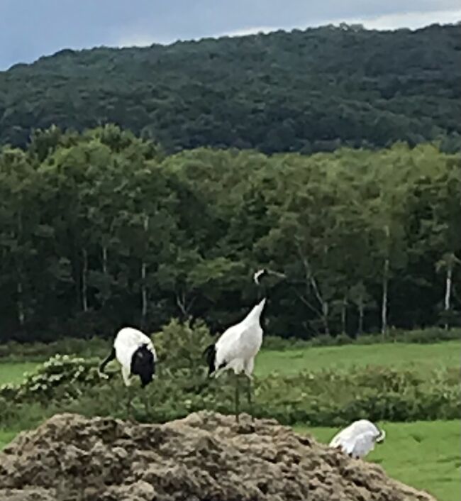 教えて下さった方々ありがとうございました。<br /><br />摩周湖から釧路湿原まで行って、それからニセコに戻りました。<br /><br />釧路湿原に行く前に、来運神社に。名前からして素敵な神社でした。<br /><br />釧路市湿原展望台は少しガッカリ。<br /><br />次の日に細岡展望台に行き、湿原への思いを消化できました。広大でした。曲がりくねる川が良かったですね。<br /><br />釧路では、畑に鶴が居ました。3回出会いましたが感動ものです。<br />コッタロ湿原に向かう途中の農道でかなり近くに鶴がいました。<br /><br />湿原からの帰路で、帯広のとん田で豚丼を食べました。<br />満足です。<br /><br />時間の関係でスイーツ店には行けませんでしたが、次回行けたら行ってみます。<br /><br />ニコンのデジカメで写真を撮りまして、ここにアップするのは携帯でやっていますのであまりupする写真がありませんがあるだけupします。