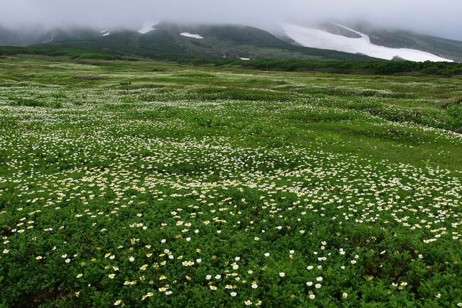 大雪連峰旭岳の中腹にある「裾合平（すそあいだいら）」では、「チングルマの群落」が見事に彩ります。<br />この旅行記は姿見駅から裾合平往復トレッキングの後編で、裾合分岐手前の雪渓から裾合平、帰りのロープウェイ姿見駅までのお花畑を紹介します。<br /><br />裾合平のチングルマの花はピークをやや過ぎていましたが、花と綿毛の両方の群落を見ることができました。<br />途中では、マルハナバチ、薄いピンクのチングルマ、可憐なエゾコザクラ、白鳥の雪渓に出会います。<br />また、4年前の紅葉の時期（2017年9月11日）に訪れた景色と対比させています。<br /><br />今晩の宿は秘湯の宿「勇駒荘」です。<br /><br />なお、旅行記は下記資料を参考にしました。<br />・層雲峡ビジターセンター「大雪山花ガイド」資料<br />・旭岳ロープウェーイ姿見駅の周辺ガイド展示<br />・札幌市、おうちミュージアム「見分けよう！エゾオオマルハナバチとセイヨウオオマルハナバチ」<br />・環境省北海道「北海道マルハナバチ図鑑」資料<br />・旭岳ビジターセンター「エゾコザクラ」<br />・Tam&#39;s素人植物図鑑「ウコンウツギ」<br />・YAMAKEI ONLINE「チングルマは実は木だった！ 最もポピュラーな高山植物のチングルマの意外と知られていない生態」<br />・ウィキペディア「ミツバオウレン」「チングルマ」「アオノツガザクラ」<br />