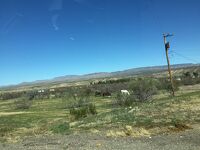 アリゾナ州 ウィキーアップ　－　こんな所にも牧場