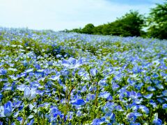 千葉市にもネモフィラの綺麗なところがあったよ