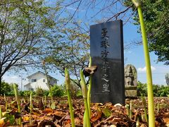 「恩林寺」のヒガンバナ_2021_花芽が出始めています（群馬県・邑楽町）