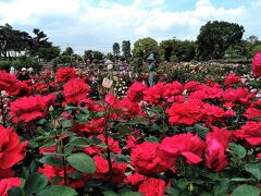 伊香保温泉、敷島公園ばら園、玉敷神社のフジ、加須うどん★1泊2日花の旅2日目