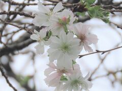 その後の冬桜