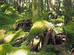 長野旅行2021〈１〉白駒の池＆苔の森、蓼科湖、美ヶ原高原