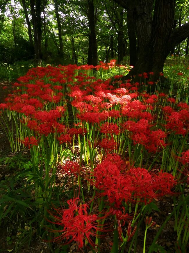 群馬県伊勢崎市の「境御嶽山自然の森公園」へ、ヒガンバナを見に行きました。すでに花芽は出揃っていて、開花が始まっており、場所によって差はありますが、全体的には２割くらい開花していました。<br /><br />「境御嶽山自然の森公園」は、群馬県の旧境町（2005年に合併して、現在は伊勢崎市）の西部、利根川の支流の広瀬川に、そのまた支流の粕川が合流するところ、の北岸にあります。<br /><br />南側の大きな丘と北側の小さな丘が連なった自然公園で、伊勢崎市が管理しています。その丘にヒガンバナが群生しています。