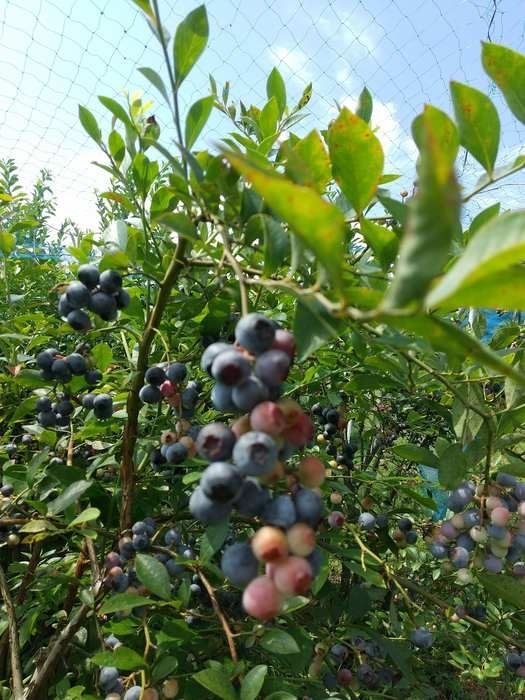 今年の夏は猛暑になるのかな～？<br />7月末ですが、少しずつ蒸し暑くなってきました！<br />でもまだまだ何とかガマンできる陽気です！<br /><br />毎年この時期に南足柄市にある『ペンションまつが』のブルーベリー畑にお邪魔していて、今年もブルーベリー狩りをしました♪<br />Ｓちゃんいつも呼びかけしてくれてありがとう～(人&#39;&#39;▽｀)<br />1年に一度のイベントのようです！<br />1年ぶりに久しぶりに会える人もいて、それも楽しみの一つです(^^♪<br /><br />「ワクチン打った？」ともっぱら接種状況に話が弾んで！<br />私はこの時はまだ予約取れてるだけで、まだまだ１か月以上先の事だったので、情報収集に役立ちました！<br /><br />さあ、午前中の涼しい間に収穫するぞ～！！！<br />