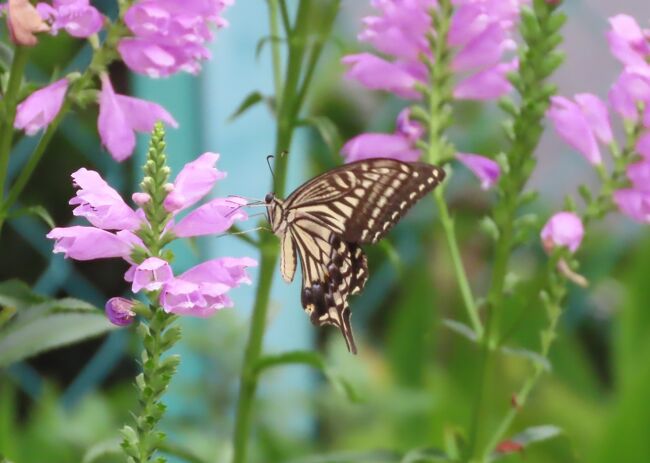 9月14日、午前1時半過ぎにふじみ野市西鶴ケ岡地区にあるビバホーム横の通りにある花壇付近を散策しました。この日は曇りの天気で蝶の姿はあまり見られませんでしたが、アゲハチョウ、ツマグロヒョウモン、キチョウ、ヤマトシジミ、イチモンジセセリが見られました。<br /><br /><br /><br />*写真はハナトラノオの花に留まっているアゲハチョウ