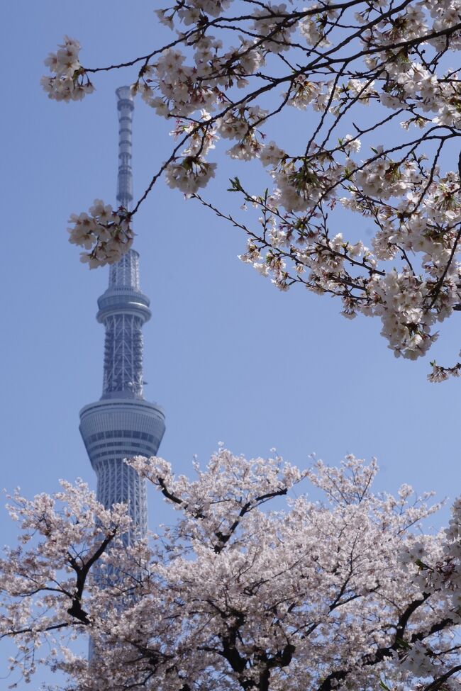 桜スポットで有名な隅田川は、上野公園と比較すると、コロナ禍においては人も多くなくのんびりと散歩するのによいところです。スカイツリーも見られるという点においても個人的にはこちらのほうが好きです。<br />また、浅草は外国人観光客がいないと賑やかさはありませんが、定期的に行きたくなる場所です。