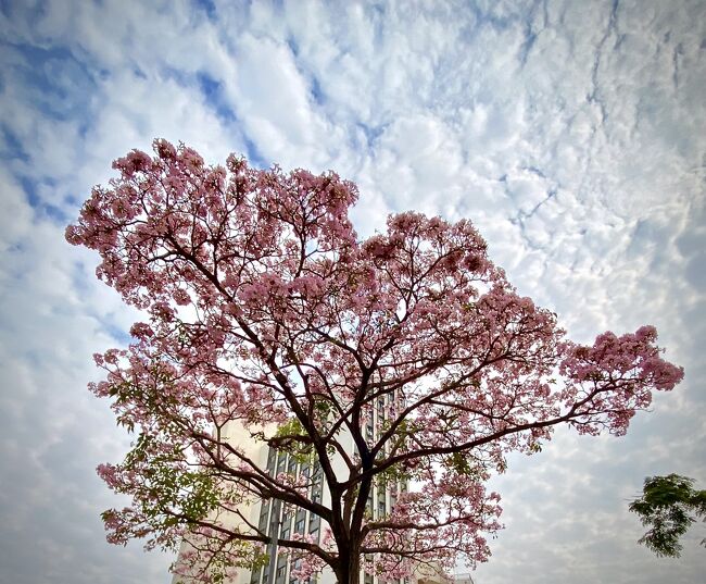 毎年、この時期に花を咲かす東洋人街の『SAKURA(桜)』と...そのほか（リベルダージ地区／サンパウロ／ブラジル） 