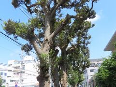 ふじみ野市市役所付近にあるスダジイ並木を見る