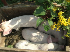 シゲット・マルマツィエイ