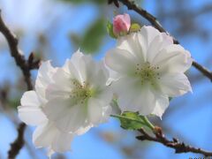 真昼の冬桜