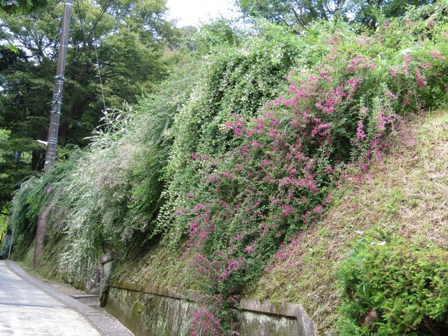 　今年は9月に入って涼しくなり、秋が一気に進んだ。<br />　北鎌倉の長寿寺の萩も花が咲いている。しかし、亀ヶ谷坂は人通りがある。鎌倉も秋の散策の季節になった。<br />（表紙写真は長寿寺の萩の花）