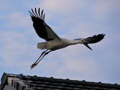 清水宗治が自らの命と引き替えに城兵を助命した備中高松城登城とコウノトリ観察