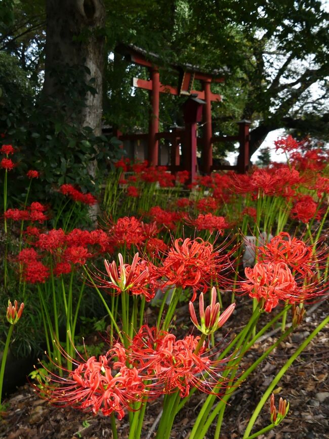 埼玉県熊谷市の「久保島大神社」へ、ヒガンバナを見に行きました。境内は平坦で、特に大きな神社ではありませんが、全域でヒガンバナが満開でした。しかも開花からあまり時間が経っていないようで、花はどれも綺麗でした。