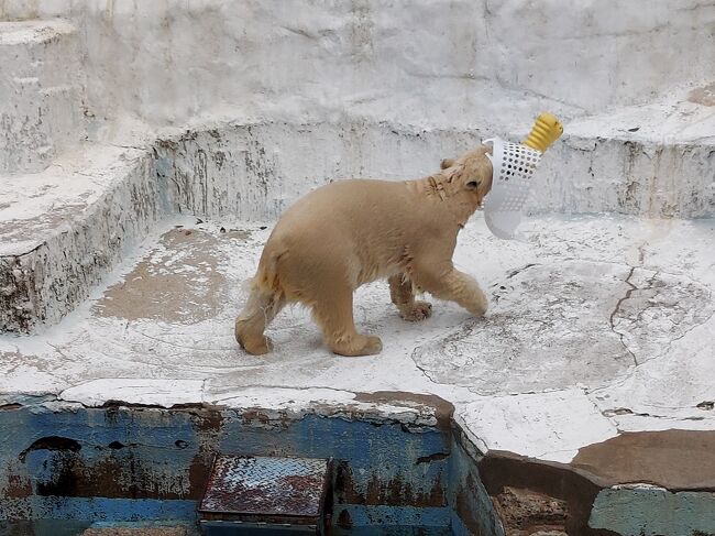 ディスカバリーご近所　お彼岸のお参りついでに、天王寺動物園のホウちゃん見に。めっちゃ可愛いからみんな見て！