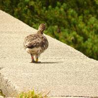 雷鳥って…可愛い声で鳴くんだよ。乗鞍　上高地の旅①