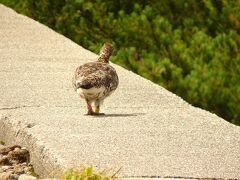 雷鳥って…可愛い声で鳴くんだよ。乗鞍　上高地の旅①