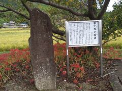 山口市周辺の「彼岸花」を愛でるドライブ～小鯖八幡宮と桜山南原寺～