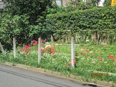 柏市の高田山・カシニワ・山林・彼岸花