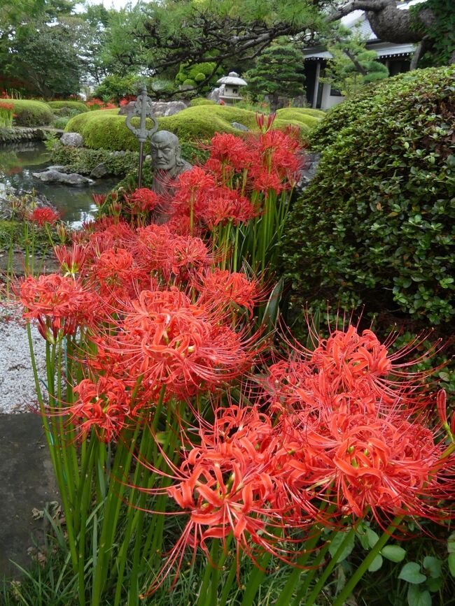 「常楽寺」のヒガンバナ_2021（4）_開花が進んでいて、見頃開始です。（群馬県・太田市）