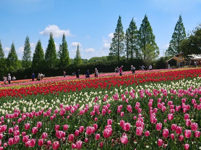 広島県の世羅高原や竹原、岡山県の倉敷を訪れる旅です。<br />きっかけは、以前春に訪れて素晴らしかった世羅高原のお花畑にまた行きたいと思ったこと。<br />そしてついでに、前から興味のあった竹原の町並み保存地区も訪ねてみることにしました。<br />確かJALのCMで嵐の５人が出演しているものを見たことが、竹原の古い町並みを知るきっかけでした。<br />そして２日目は、これまた古い白壁の町並みが続く倉敷を観光しました。<br />花たちも古い町並みも楽しめた旅となりました。<br /><br />■5/5  世羅高原、竹原町並み保存地区（倉敷泊）<br />□5/6  倉敷美観地区