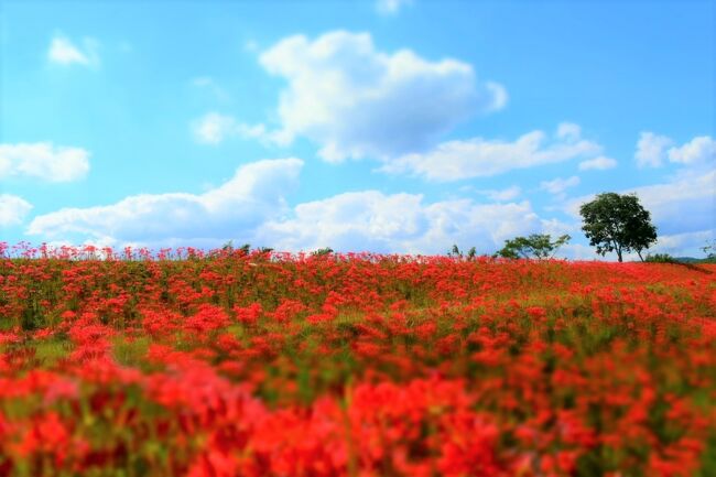 桜の花は南から北へ。<br /><br />紅葉は北から南へ。<br /><br />彼岸花は全国一斉に咲くそうですね。<br /><br />あなたの町の彼岸花、もう咲いていますか？