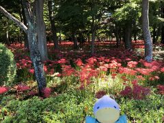 小巾着田とネットに出ていた松戸市の祖光院に彼岸花を見に行きました。
