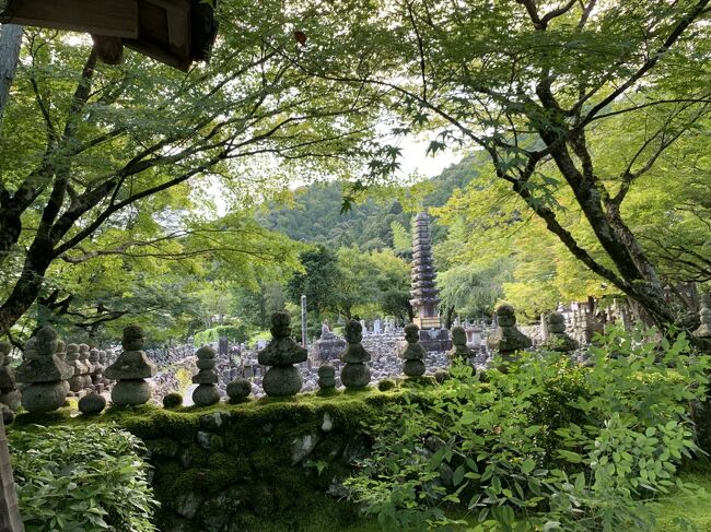 奥嵯峨野まできました。<br />祇王寺は平清盛の寵愛を受けながら、心変わりから都を離れ、母と妹と出家、寺に入り、尼寺となったそうです。<br />平家物語にも書かれている悲哀の物語。<br /><br />明治初期には廃寺となったそうですが、残されたお墓と仏像を管理していた大覚寺の門跡が再建を願い、元京都府知事北垣氏が明治２８年に嵯峨にあった別荘一棟を寄付されたそうで、これが今の祇王寺の建物だそうです。<br />境内は静かでした。<br /><br />化野念仏寺は８０００体を超える石仏と石塔。<br />千灯供養が有名です。学生時代に来たときよりも、より苔むしたところが多くなったように感じました。<br />