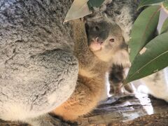 春のレッサーパンダ遠征～名古屋・福知山・鯖江廻り（５）東山動物園（後）ベビーラッシュのコアラ館で赤ちゃん３頭＆埼玉生まれのタイチに再会