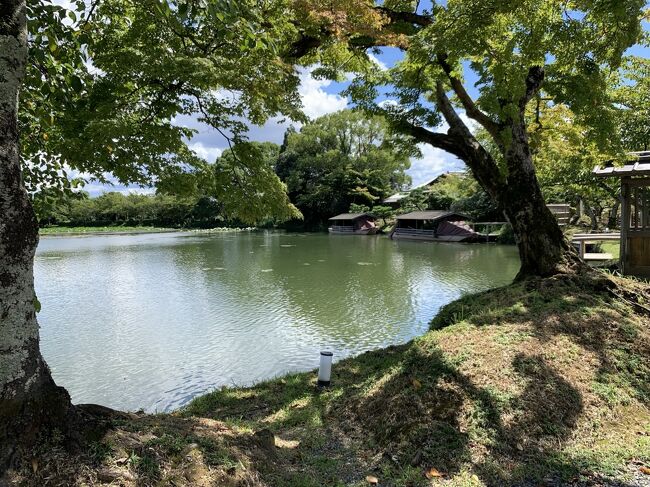 嵯峨野めぐり、最後は大覚寺へ。<br />午前中に参観をすませる計画で出かけているので、せわしないです。。<br />大覚寺は日本最古の庭池のある大沢の池で有名です。<br />開基は嵯峨天皇。<br />嵯峨天皇の離宮を寺に改め、皇室ゆかりの寺院。<br />後宇多天皇もこちらで院政を行い、「嵯峨御所」と呼ばれています。<br />門跡寺院として、御所の雰囲気があります。<br /><br />大沢の池は嵯峨天皇が中国の洞庭湖を模して造ったもの。<br />広い池です。<br />中秋の名月を鑑賞する「観月の夕べ」は有名です。<br />池は一周できます。<br />