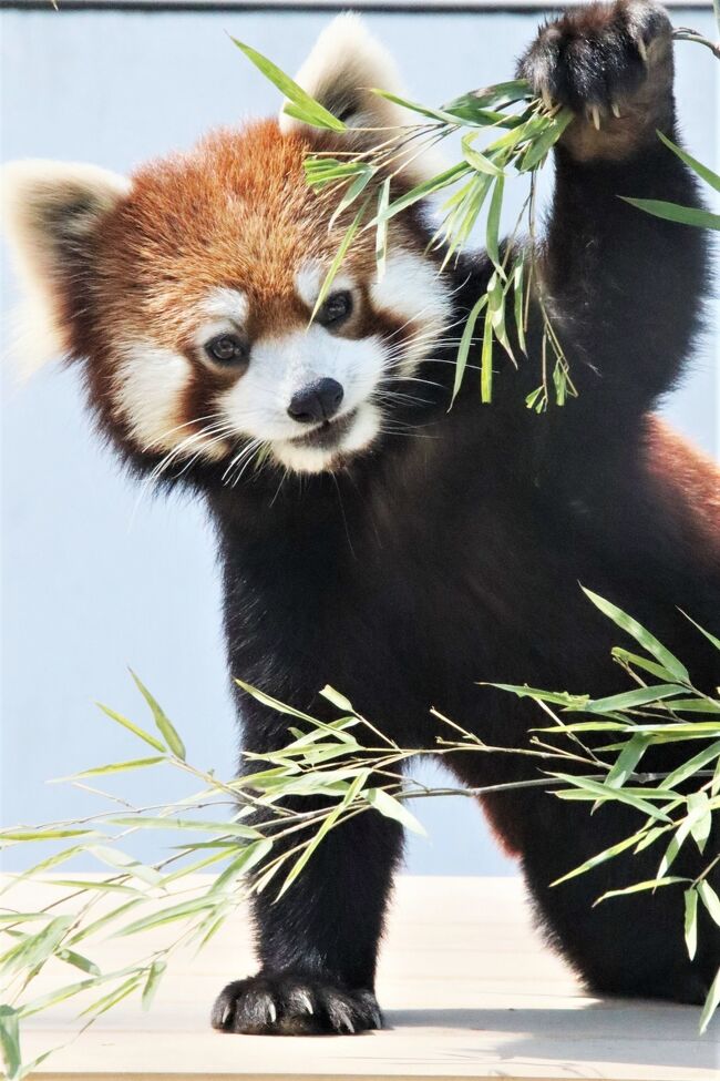 レッサーパンダのずんくん、令くん、まるこちゃん、東山動物園（略して「東山ズー」）では、はじめまして！<br />特にずんくんは、生まれ故郷の多摩動物公園（略して「多摩ズー」）では、成長してママと別々の１人展示になってから、シフトの関係でなかなか会えなくなってしまったものです。<br />東山ズーは多摩ズーより我が家からずっと遠いですが、かえってゆっくり会えるだろうと期待していました。<br />ちなみに、202１年４月現在は、まだレイカちゃんが移動してきていないので、会えたレッサーパンダはずんくん、令くん、まるこちゃんの３頭です。<br />それでも、敢えて平日に訪問したことで、園内はそれほど混雑しておらず、ニューオープンしたばかりのレッサーパンダ舎でも、覚悟していたよりは観覧の行列はなく、室内外を行ったり来たりするずんくんと令くん、屋外のみで会えたまるこちゃんを、思ったより見ていられました@<br /><br />※　※　※　※　※<br />私が動物園散策をするようになった2012年以来、ずっとレッサーパンダがいなかった愛知の動物園で、最初にレッサーパンダの飼育を再開したのは、豊橋ののんほいパークですが、それより前に名古屋の東山ガーでレッサーパンダの飼育が再開するというニュースは知っていて、楽しみにしていました！<br />レッサーパンダ舎のニューオープンは、新型コロナウェイルス感染拡大がなければ2021年１月末の予定でしたが、待ち焦がれたレッサーパンダ舎のオープンは2021年３月となりました！<br />しかし、レッサーパンダは暑さに弱いので、世間の春休みが終了し、ゴールデンウィークに入って人出が多くなる前に、ついに東山ズー・デビューしました！<br />ただ、この時期、東山ズーでは、新型コロナウィルス感染拡大対策として、土日祝日は事前予約制になっていましたが、平日は特にその制限はありませんでした。<br />なので、休日勤務の代休を当てて、平日に訪れました！<br />東山ズーでは、コアラの飼育頭数も多く、赤ちゃんも生まれていたので、たとえ代休がなくても、有休を取ってでも、来園者が少なく、動物たちをゆっくり観覧できる平日に訪れたいと思っていたところです。<br /><br />ちなみに、東山ズーでは、とりわけ楽しみにしていたレッサーパンダとコアラをの観覧には、待ち時間や待機時間を含め、時間がかかるだろうと思っていたので、他はほとんど回れなくても仕方がないと覚悟していました。<br />でも、レッサーパンダの観覧のために列に並ぶ必要がなかったことと、コアラの観覧も、ユーカリ交換のコアラたちが目覚めている時間帯でもわりと落ち着いて観覧できました。<br />そうなると、他にもいろんな動物たちを落ち着いて見たいと欲が出るものです。<br />もともとレッサーパンダとコアラの次に、３番以降の目当ての動物たちがいて、事前に園内マップで確認して、ルートを考えていました。<br />なので、結果として、本園ではレッサーパンダとコアラ以外にも回れたし、回れなくても仕方がないと思った北園にいるゴリラのシャバーニくんにもなんとか会いに行けました！<br />とはいえ、できれば会いたかった動物たちも、回りたかったエリアも残ってしまいました。<br />実は、ずんくんのカレンダー目当て今回の初訪問で年パスを購入したのですが、どうやらずんくんのカレンダーはもう配布終了していたらしく、肩すかしでしたが、それならいっそ、次回の再訪時には、２日かけて訪れても良いかもしれません。<br /><br />というわけで、東山ズー・デビューの旅行記の前編では、レッサーパンダ以外に観覧できた動物たちの写真でまとめました。<br /><br />＜名古屋と京都の福知山と福井の鯖江を京都経由でハシゴしてレッサーパンダ動物園３園めぐった旅行記のシリーズ構成＞<br />□（１）初の名古屋と名鉄グランドホテル前泊＆食べ物も豊富な東山動物園とまるや本店名物ひつまぶし<br />□（２）福知山・鯖江アクセスは京都経由～前泊ホテルとグルメと道の駅鯖江の食べ物エリア<br />□（３）初の東山動物園・八重桜の福知山動物園・桜の面影が残る西山公園と道の駅のレッサーグッズ<br />■（４）東山動物園（前）オープンしたレッサーパンダ舎でずん・まるこ・令～シャバーニ本当イケメン<br />□（５）東山動物園（後）ベビーラッシュのコアラ館で赤ちゃん３頭＆埼玉生まれのタイチに再会<br />□（６）福知山動物園：一足早くオールスター！～レッサーパンダ父子に母も加わり終日大暴れの令明<br />□（７）西山動物園（前）室内展示となったニーコと令花＆かのこピースケ母子はやっぱり目を離せない<br />□（８）西山動物園（後）大人も可愛いレッサーパンダ～柵越しでも頑張ってモッチー狙う＆ミンファ！<br /><br />東山動植物園の公式サイト<br />http://www.higashiyama.city.nagoya.jp/<br /><br />＜タイムメモ（東山動物園・詳細版）＞<br />【2021年４月８日（木）】<br />16:30すぎ　家を出る<br />18:01　JR山手線内の東京駅に到着<br />18:27　東京駅始発こだま749号（各駅）名古屋行（自由席）<br />21:06　名古屋駅に到着<br />（地下鉄入口を下見＆ホテルまで迷う）<br />21:40　名鉄グランドホテルにチェックイン<br /><br />【2021年４月９日（金）】<br />07:00　起床<br />07:50-08:30　ホテルのバイキング朝食<br />08:55　ホテルをチェックアウト<br />09:05　地下鉄東山線に乗車<br />（９時過ぎていたからか空いていた）<br />09:25すぎ　東山公園駅に到着<br />09:35　年パスを購入して東山動物園に入園（開園09:00）<br />09:35すぎ　インドサイ★<br />09:45　アジアゾウ・ライオン★<br />09:50-11:40　レッサーパンダ★<br />11:40-11:50　休憩<br />11:50-12:00　クマ舎★<br />（隣のスマトラトラは写真撮れず）<br />12:05　キリン★<br />12:10　ペンギン★<br />12:10-12:20　クマ舎再び★<br />12:30-14:35すぎ　コアラ<br />（13:50頃　ユーカリの交換あり）<br />14:40-15:00　ストーアイス休憩<br />15:00-15:10　ズー・デ・ガッテンで買い物<br />15:15　アザラシ★<br />15:15-15:25　ラーテル★<br />15:25-15:30　サーバルキャット・ジャングルネコ他★<br />（スナドリネコは写真撮れず）<br />（マヌルネコ展示中止）<br />15:40　夢園橋を渡って北園へ<br />15:40-15:50　コビトカバ★<br />15:55-16:10　ゴリラ・チンパンジー★<br />（どちらもすでに室内展示）<br />16:15　マレーバク（すでに室内展示）<br />16:20　北園橋を渡って本園に戻る<br />16:20-16:25　コツメカワウソ★<br />16:25-16:40　レッサーパンダ★<br />（まるこちゃんすでに展示終了）<br />（16:30に令くん展示終了）<br />16:45　管理事務所で応援募金をしてピンバッジ２点もらう<br />16:50　東山動物園を出る（閉園16:50）<br />17:20頃　名古屋駅に戻る<br />17:35-18:30　まるや本店名駅店で夕食<br />18:45　ホテルに荷物を取りに戻る<br />18:55　新幹線ホームに到着<br />18:58　名古屋駅発・新大阪行の新幹線に乗車（自由席）<br />19:32　京都駅に到着<br />（19:45～ホームの待合室で待つ）<br />20:37　京都駅発JR特急はしだて９号に乗車（指定席）<br />21:59　福知山駅に到着（北口側に出る）<br />22:25頃　アールイン福知山ホテルにチェックイン<br />（隣のセブンイレブンに寄った後）<br /><br />【2021年４月10日（土）】<br />07:20　起床<br />08:20-08:45　ホテルの定食朝食<br />09:05　ホテルをチェックアウト＆タクシー手配<br />09:20　タクシーで福知山動物園前に到着（1,450円）<br />（土日だと福知山駅からバスがあって片道200円）<br />09:25　福知山動物園に入園（開園09:00）<br />09:25-16:50　福知山動物園を満喫<br />（レッサーパンダの登場は10:10頃）<br />16:50　動物園を出る（閉園17:00）<br />17:00　予約したタクシー到着<br />17:10すぎ　ホテルに戻る（1,690円）<br />17:15すぎ　ホテルを出て駅に向かう<br />17:25-18:05　駅の居酒屋 小間蔵で夕食<br />（18:15～駅の待合所で待つ）<br />18:54　福知山駅発JR特急はしだて８号京都行に乗車（自由席）<br />20:21　京都駅に到着<br />21:21　京都駅発JR特急サンダーバード49号金沢行に乗車（自由席）<br />22:14　敦賀駅に到着<br />22:25　敦賀駅発JR特急しらさぎ63号金沢行に乗車（自由席）<br />22:50　鯖江駅に到着<br />（タクシーでホテルに向かう）<br />（鯖江駅周辺のタクシー会社は１社廃業）<br />23:00　ホテルにチェックイン<br /><br />【2021年４月11日（日）】<br />07:00　起床<br />08:00-08:30　ホテルのバイキング朝食<br />08:50　ホテルをチェックアウト<br />09:00　西山動物園に入園（開園09:00）<br />09:00-16:30　西山動物園を満喫<br />（11:50-12:45　道の駅西山公園でランチ休憩）<br />16:30　動物園を出る（閉園16:30）<br />16:40-16:55　道の駅西山動物園で買い物<br />17:00　ホテルに荷物を取りに戻る<br />17:10　タクシーで鯖江駅に到着<br />17:30　鯖江駅発JRサンダーバード31号に乗車<br />（17:50発のしらさぎ11号に乗るつもりだったが間に合ったので）<br />18:27　金沢駅に到着<br />（新幹線の待合室で夕食）<br />19:19　金沢駅発新幹線かがやき516号に乗車（全席指定）<br />21:31　大宮駅に到着<br />22:50頃　帰宅<br /><br />※これまでの動物旅行記の目次を作成済。随時更新中。<br />「動物／動物園と水族館の旅行記～レッサーパンダ大好き～　目次」<br />http://4travel.jp/travelogue/10744070<br />