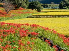 秋の定番風景　～彼岸花と稲穂～